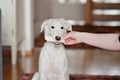 A dog puppy chewing bone. White playfull and cute borzoi russian greyhound