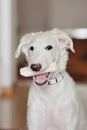 A dog puppy chewing bone. White playfull and cute borzoi russian greyhound