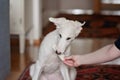 A dog puppy chewing bone. White playfull and cute borzoi russian greyhound