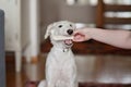 A dog puppy chewing bone and woman holding the bone in her hand. Playful and cute white borzoi Russian greyhound Royalty Free Stock Photo