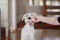 A dog puppy chewing bone and woman holding the bone in her hand. Playful and cute white borzoi Russian greyhound Royalty Free Stock Photo