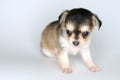 Dog puppy chihuahua against white background portrait