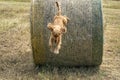 Dog puppy cocker spaniel coming to you jumping from grain wheat ball Royalty Free Stock Photo