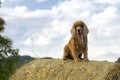 Dog puppy cocker spaniel jumping hay Royalty Free Stock Photo