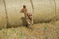 Dog puppy cocker spaniel jumping from wheat ball Royalty Free Stock Photo