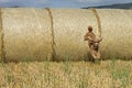 Dog puppy cocker spaniel jumping from wheat ball Royalty Free Stock Photo