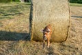 Dog puppy cocker spaniel jumping from wheat ball Royalty Free Stock Photo