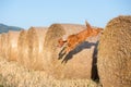 Dog puppy cocker spaniel jumping from wheat ball Royalty Free Stock Photo