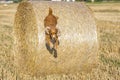 Dog puppy cocker spaniel jumping from wheat Royalty Free Stock Photo