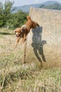 Dog puppy cocker spaniel jumping from wheat Royalty Free Stock Photo