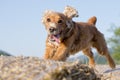 Dog puppy cocker spaniel jumping from wheat Royalty Free Stock Photo