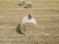 Dog puppy cocker spaniel  on wheat harvested grain ball Royalty Free Stock Photo