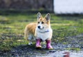 dog puppy Corgi walks through puddles in the village in funny rubber boots