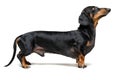 A dog puppy of the dachshund breed, black and tan, stands with a forepaw on a gray background