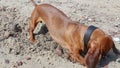 Dog puppy is digging a pit in the sand