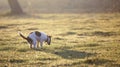 Dog puppy doing his toilet in the grass during morning walk