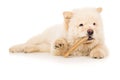 Dog, puppy eating a bone Royalty Free Stock Photo