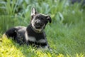 Dog puppy, German Shepherd Royalty Free Stock Photo