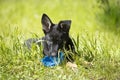 Dog puppy, German Shepherd on the green grass Royalty Free Stock Photo