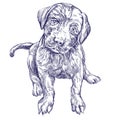 Dog puppy hand drawn vector llustration sketch
