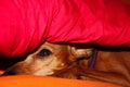Dog puppy hides in the warmth between the blankets of his house on a winter day