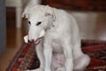 A dog puppy holding a bone in its mouth and chewing it. Playful and cute white borzoi Russian greyhound Royalty Free Stock Photo