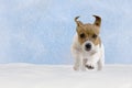 Dog, puppy, jack russel terrier playing in the snow