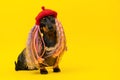 Dog puppy in knitted red beret in colored wig, decos. Fashion for pets, grooming