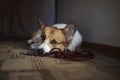 Corgi dog puppy lies on the floor in a house near with leash and profoundly sad looks at owner in anticipation walk