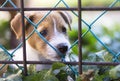 Dog puppy looking behind a fence Royalty Free Stock Photo