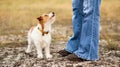 Dog puppy looking at her trainer owner, pet obedience training Royalty Free Stock Photo