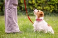 Dog puppy looking to trainer on a leash, pet obedience training