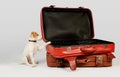 Dog puppy next to suitcases