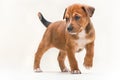 Dog puppy no 2 Royalty Free Stock Photo