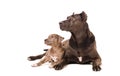 Dog and puppy pitbulls Royalty Free Stock Photo