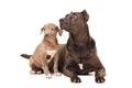 Dog and puppy pitbulls Royalty Free Stock Photo