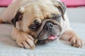 Dog puppy pug gnaw Succulent bone in room Royalty Free Stock Photo