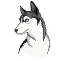 Dog. Puppy Siberian Husky. vector illustration Royalty Free Stock Photo