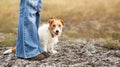 Dog puppy sitting at her trainer owner, pet training banner Royalty Free Stock Photo