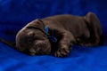 dog puppy sleeping baby pitbull