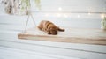 Dog puppy is sleeping isolated