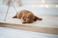 Dog puppy is sleeping isolated