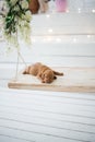 Dog puppy is sleeping isolated