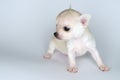 Dog puppy small chihuahua against white background