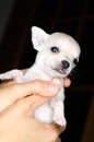 Dog puppy small chihuahua in hand