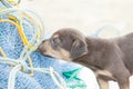 Dog-puppy snooping at a fishing net Royalty Free Stock Photo