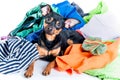 Dog, puppy, toy Terrier made a mess of the clothes. On a white background Royalty Free Stock Photo