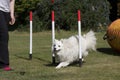 Dog puppy in weave poles