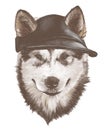 Dog purebred Alaskan Malamute puppy head close-up in a fashionable cap with slotted ears