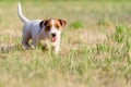 The dog purebred puppy jack russel terrier walks around a summer meadow.